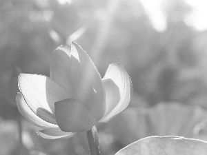 Pink, water-lily