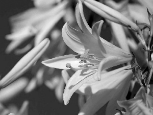 Lily, Flowers, White