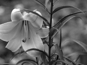 Leaf, Yellow Honda, Lily