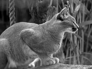 Caracal, line