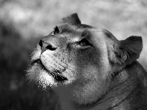 gazing, Lion