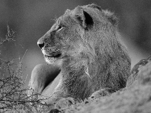gazing, Lion