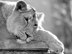 Resting, Lion