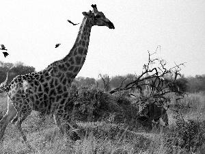 Lion, giraffe, savanna