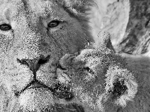 Lion, little doggies, lion, The look