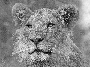 Head, lioness
