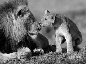 Lion, Lioness