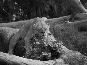 trees, the sleeping, Lioness