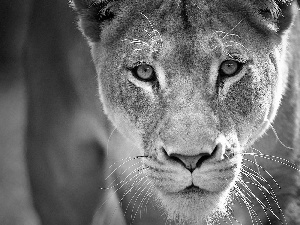 Lioness