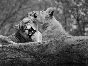 canines, Two cars, lions