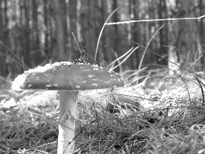 toadstool, litter