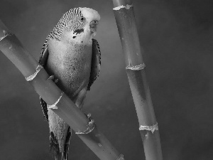 little parrot, bamboo