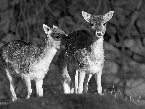 deer, Two, little doggies