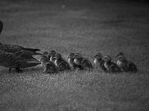 ducks, duck, little doggies