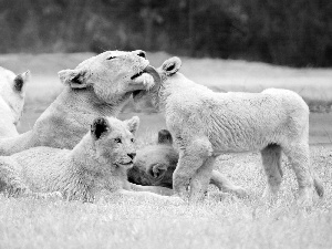 folks, Lioness, little doggies