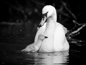 lake, Swans, little doggies