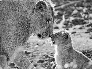 lion, Lion, little doggies