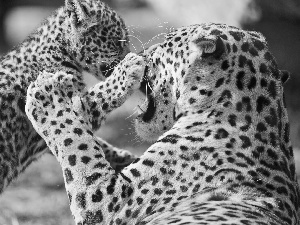 play, leopardess, little doggies