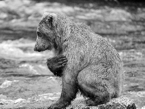 River, wet, little bear