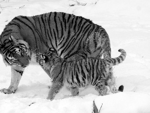 snow, tigress, little doggies