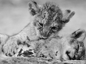 tigers, Two cars, little doggies