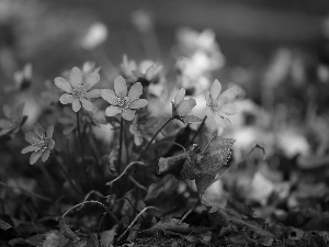 cluster, purple, Flowers, Liverworts