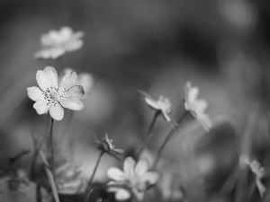 purple, rapprochement, Flowers, Liverworts