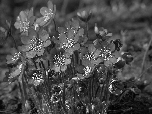 purple, Liverworts