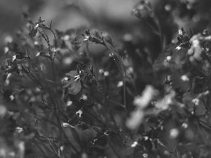 lobelia, Blue, Flowers