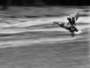 duck, ##, Locie, crossing