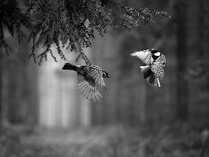 forest, ##, Locie, birds