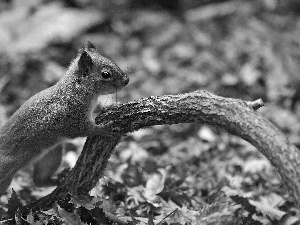 autumn, squirrel, Lod on the beach