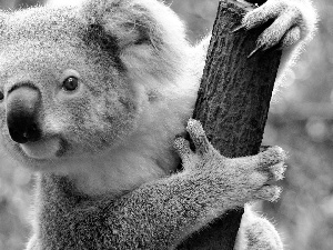 Koala, Lod on the beach