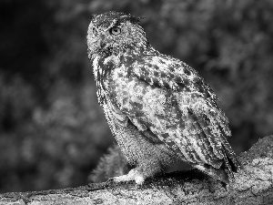 owl, Lod on the beach