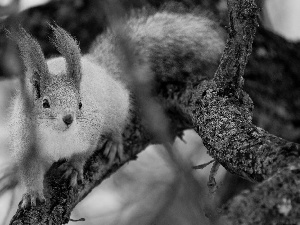 squirrel, Lod on the beach