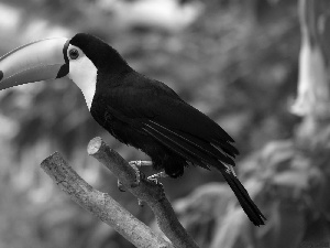 Toucan, Lod on the beach