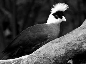 Turaco, Lod on the beach