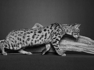 Bengal Cat, Lod on the beach