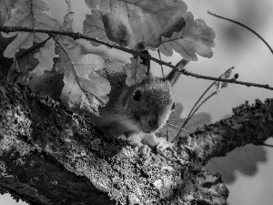 Leaf, squirrel, Lod on the beach