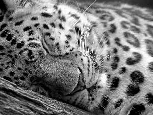 trees, viewes, Leopards, Lod on the beach, sleepy