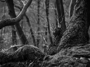 trees, Lod on the beach, Moss, viewes