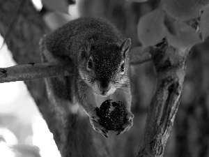 squirrel, Lod on the beach, trees, nut