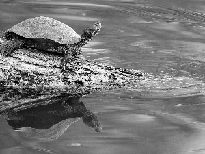 water, turtle, Lod on the beach