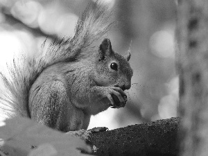 log, squirrel, nut