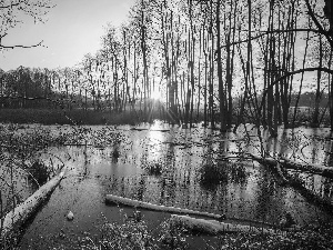 viewes, rays of the Sun, Plants, Logs, viewes, trees, marshland, trees