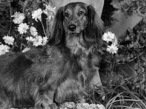 Flowers, long-haired Dachshund