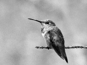 nose, humming-bird, long