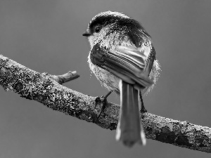 Bird, Long-tailed Tit