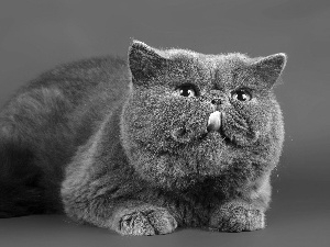 cat, Scottish Fold