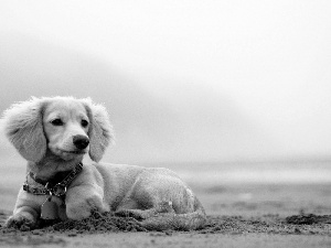 dog-collar, dachshund, Longhaired